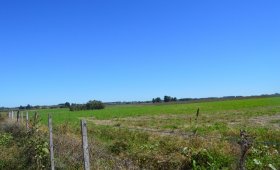 5.5 hectáreas en Villa Elisa.  S/ Ruta 130